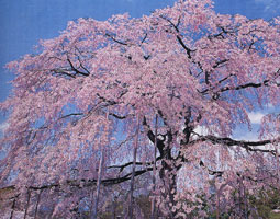 京都の桜