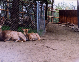 フェニックス動物園