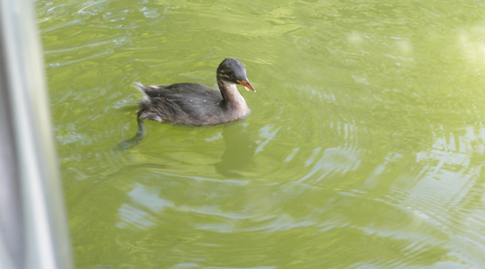 塩沢湖の水鳥の雛？