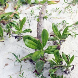 コンドイビーチの植物